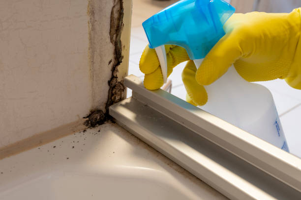Best Crawl Space Mold Removal  in Nesconset, NY